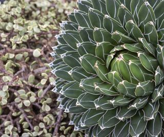 Agave Victoriae-Reginae close up with a dramatic rosette of leaves