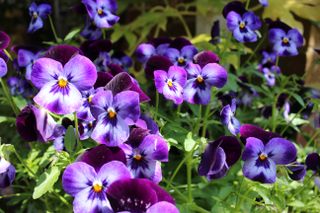 Winter pansies