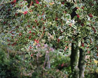 Variegated holly tree covered in red berries