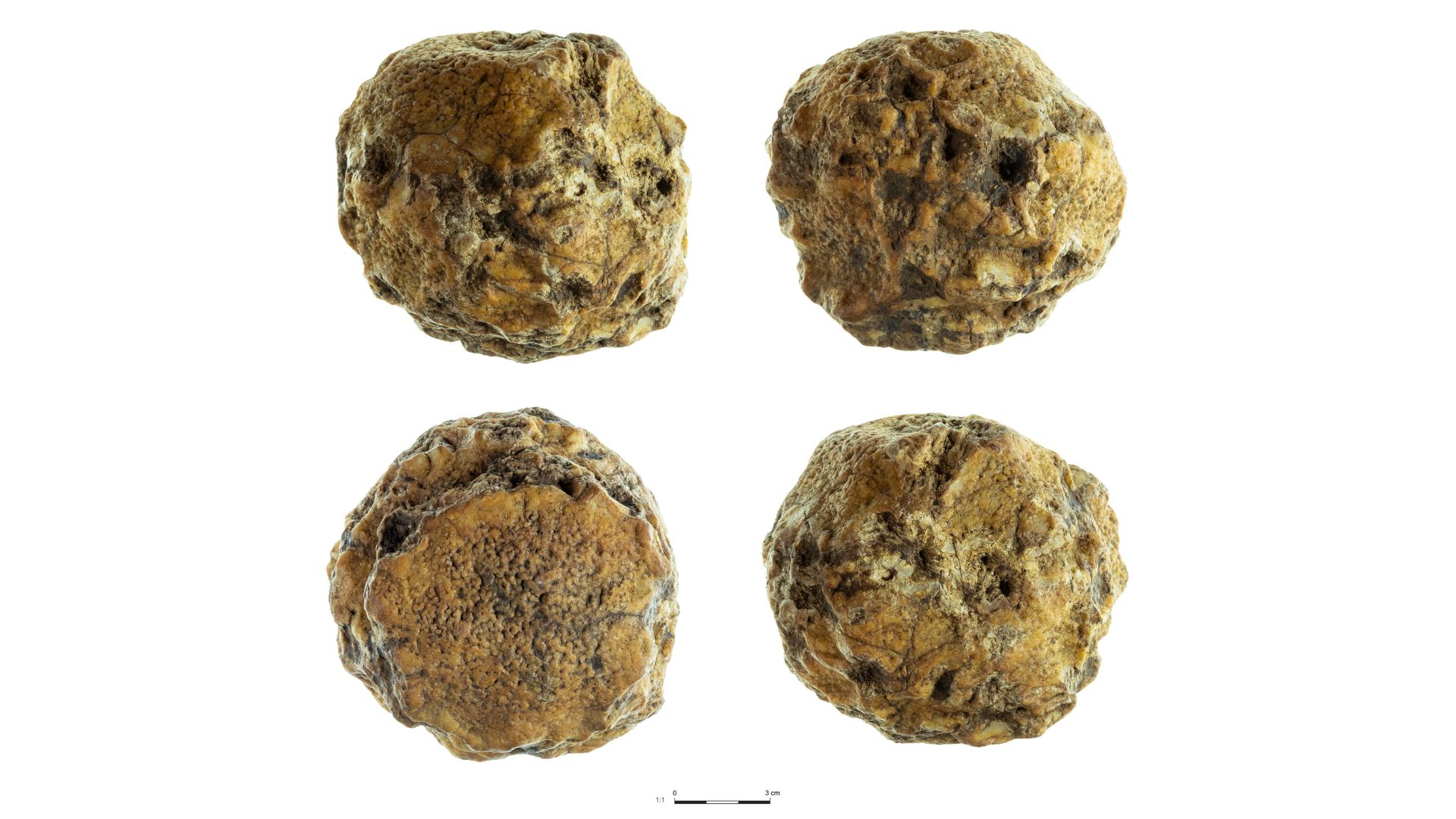 A series of brown pointed rocks seen from different angles against a white background