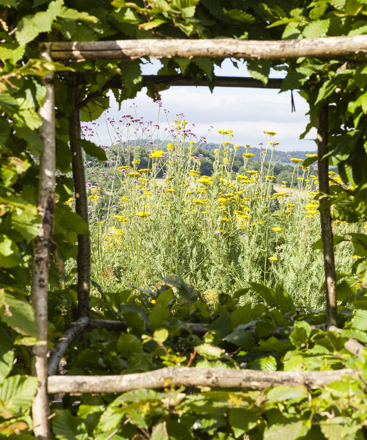 How to protect plants from wind damage in 6 simple steps Gardeningetc