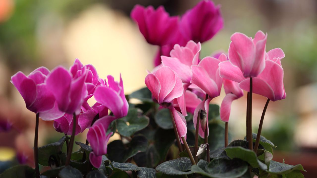 flowering pink indoor cyclamen plants 