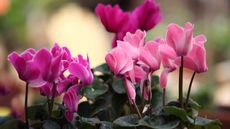 flowering pink indoor cyclamen plants 