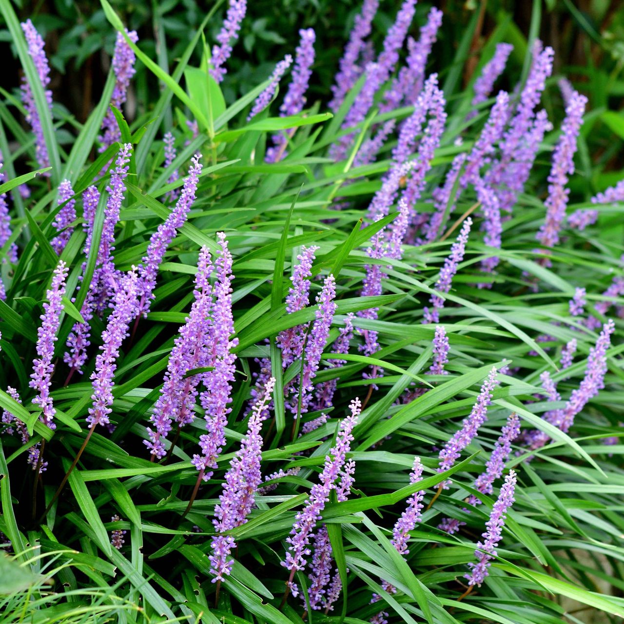 Best plants for dry shade – 5 varieties that thrive in parched, gloomy spots in the garden