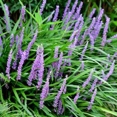 Flowering Liriope muscari, or barrenwort