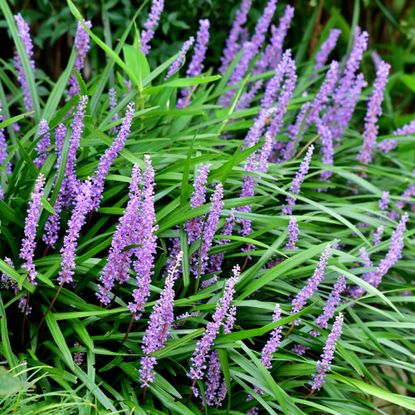 Flowering Liriope muscari, or barrenwort