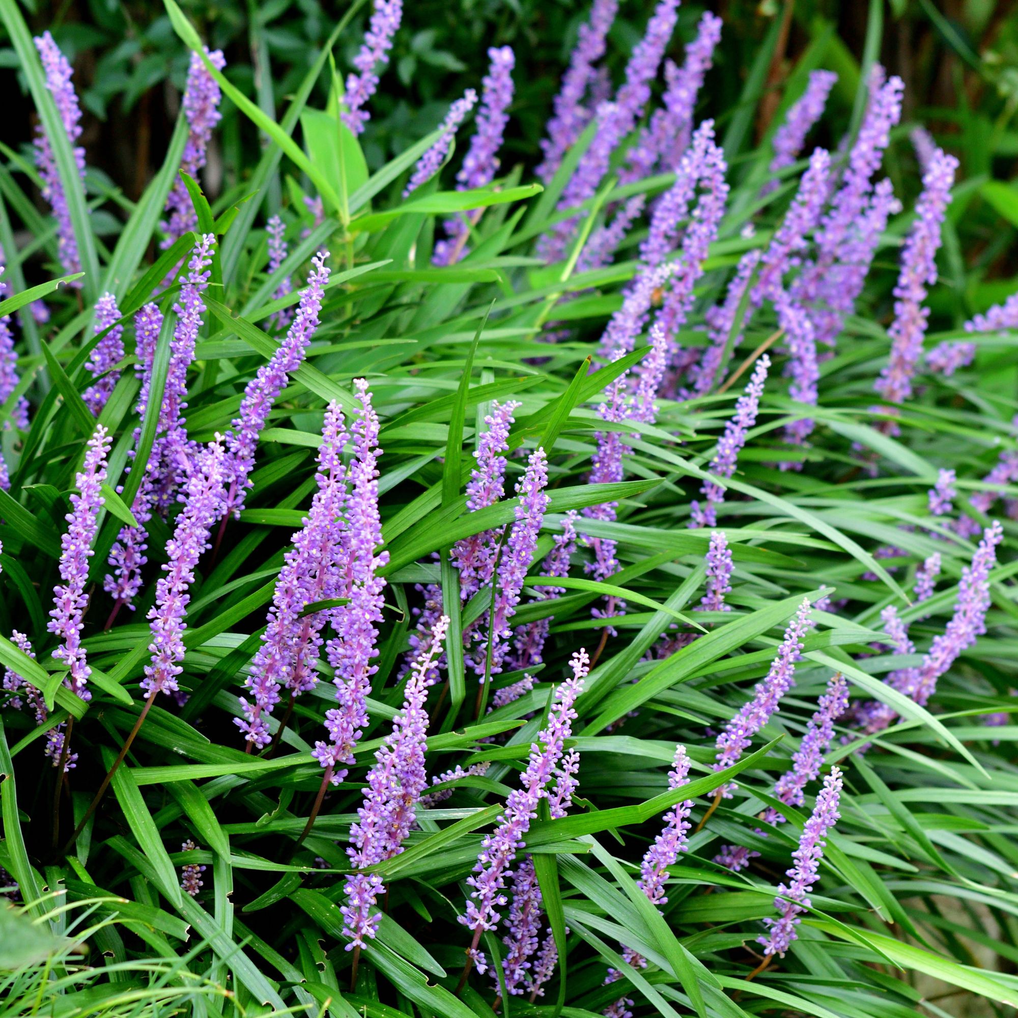Flowering Liriope muscari, or barrenwort