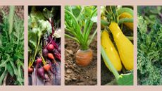 composite of 5 vegetables that you can plant in august