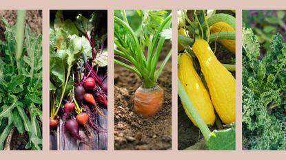 composite of 5 vegetables that you can plant in august