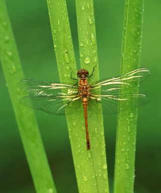 dragonfly on plant stem