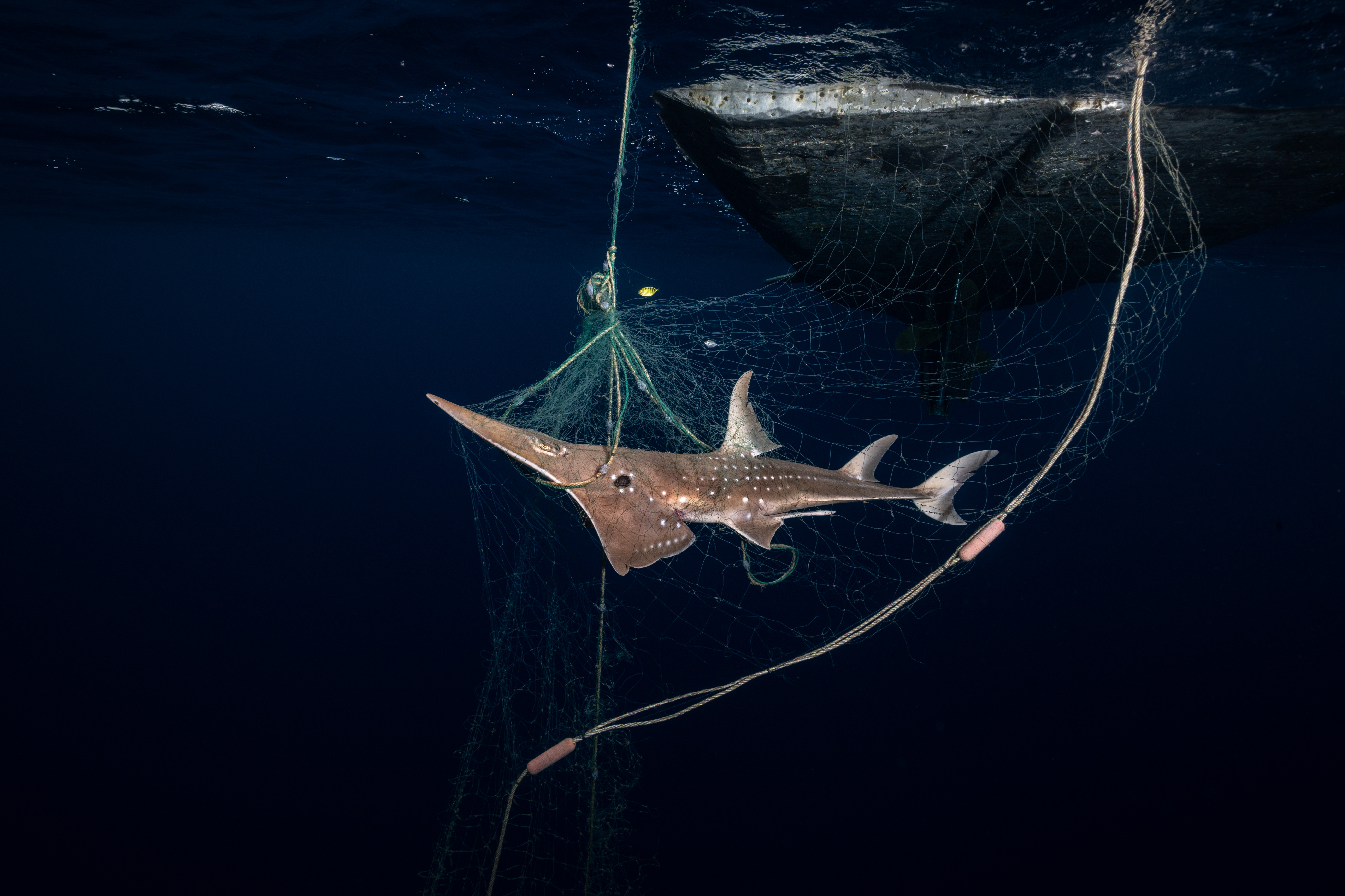 A wedgefish captured in a fishing net beside the bottom of a boat.