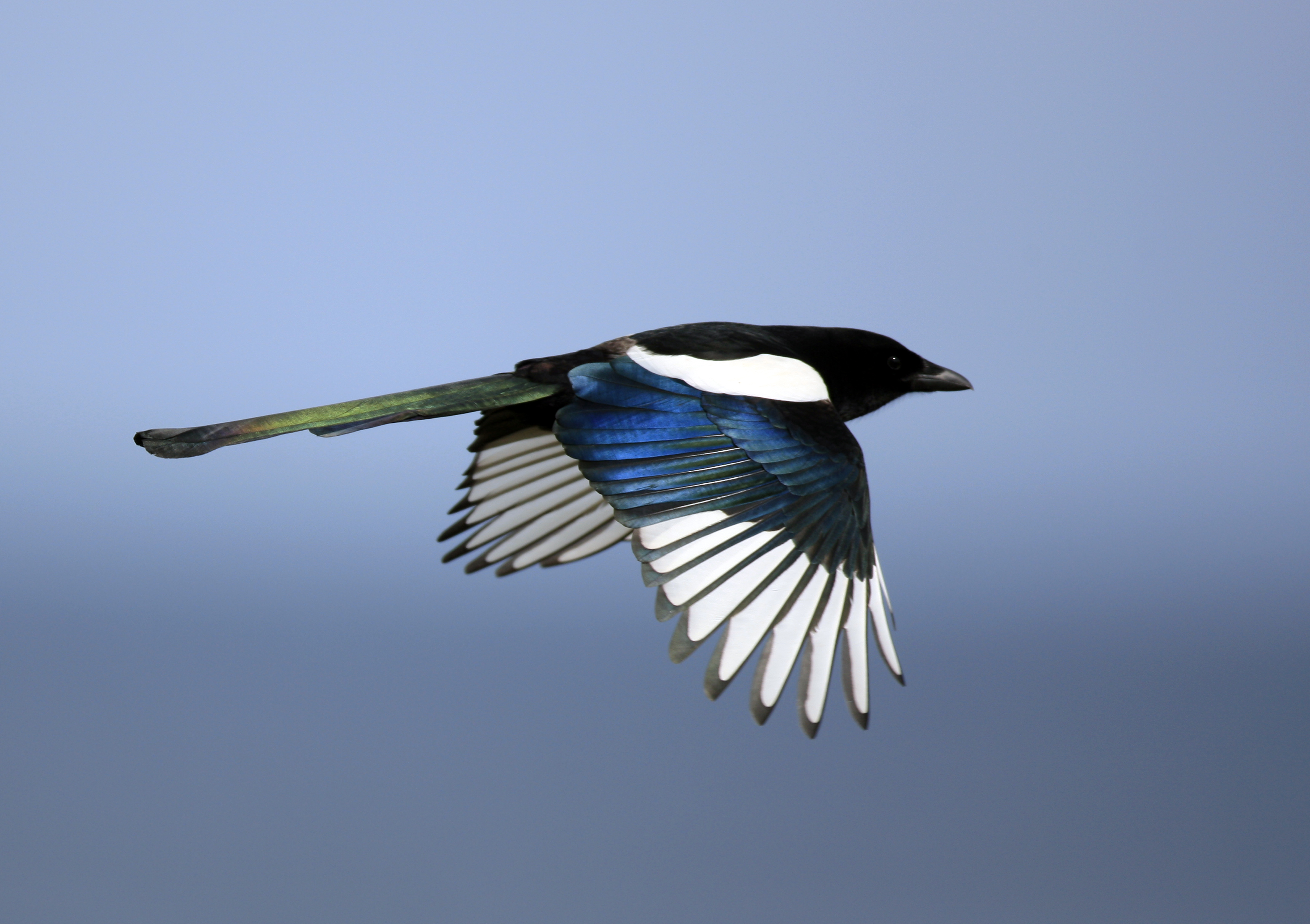 Magpie