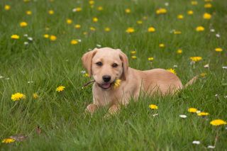 Yellow Labrador Puppy outside in Flowery Meadow