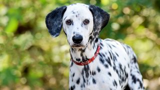 Dalmatian dog