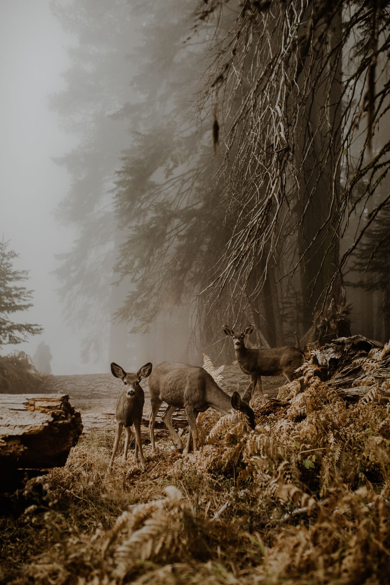 &copy; Justyna Zdunczyk, Poland, Winner, Open Wildlife and Winner, Poland National Award, 2018 Sony World Photography Awards