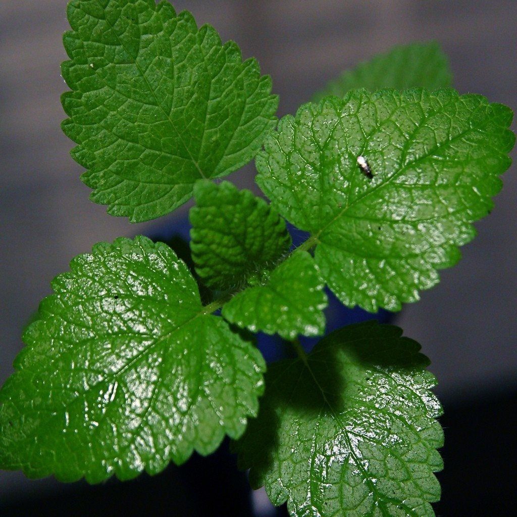 Tiny Insect On Mint Plant