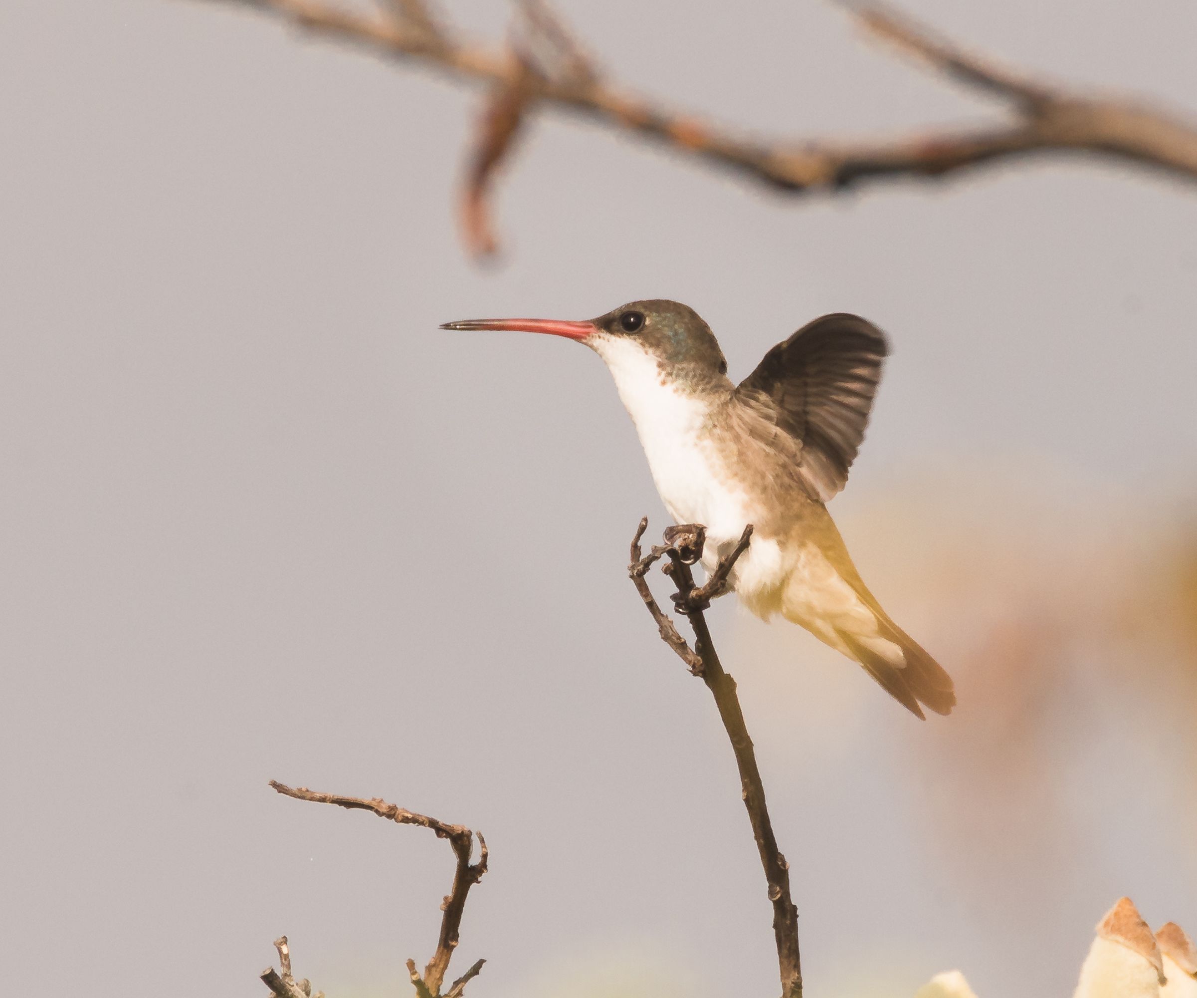 Female Violet-crowned Hummingbird (Ramosomyia violiceps) perched on a twig in the middle of the forest. Tonatico, State of Mexico.
