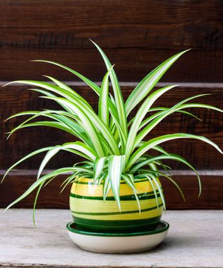 spider plant in striped bowl
