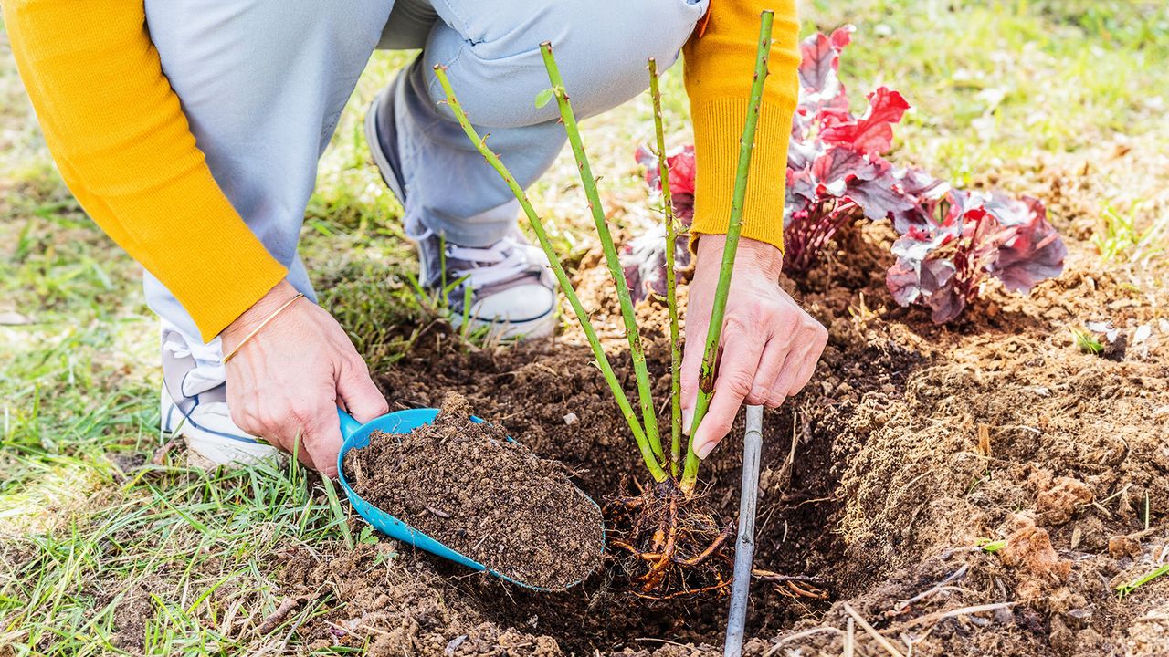 Gardener plants bare root rose in ground