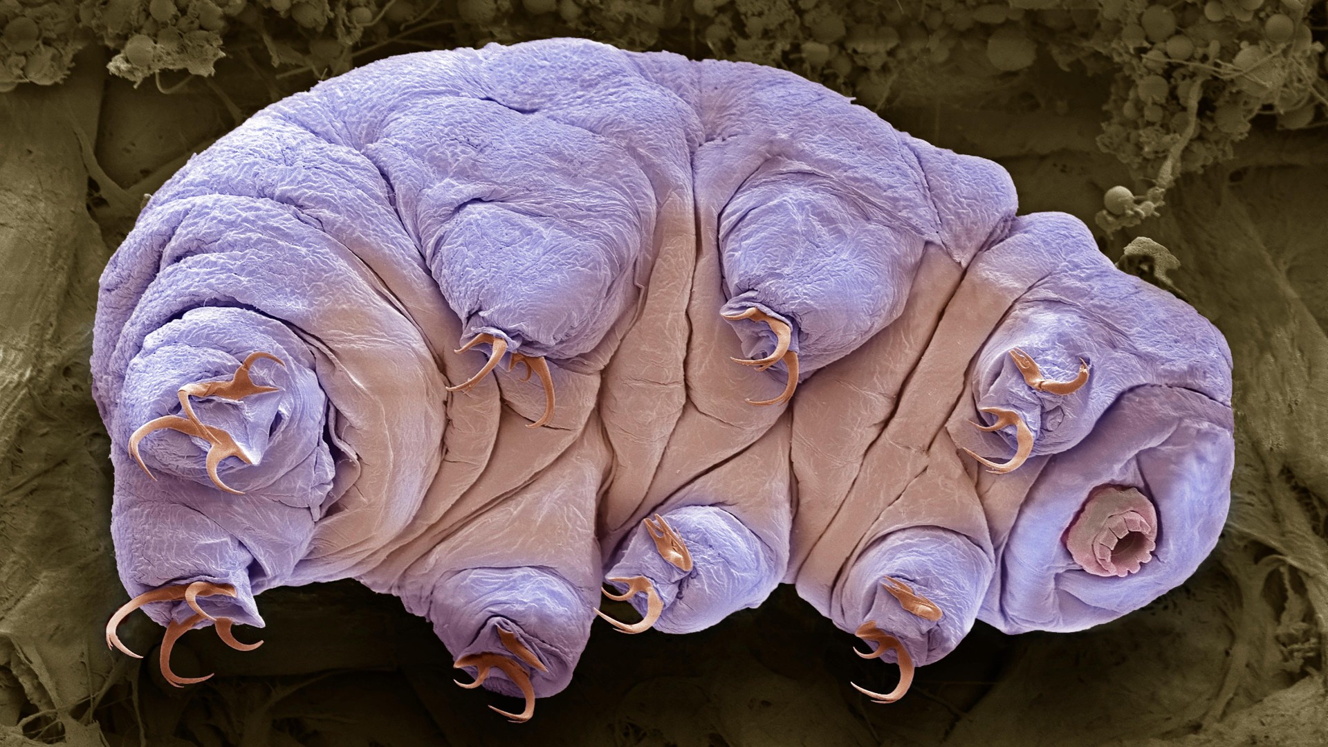 Coloured scanning electron micrograph (SEM) of a water bear, or tardigrade (phylum Tardigrada). Water bears are small, water-dwelling, segmented micro-animals with eight legs that live in damp habitats such as moss or lichen.