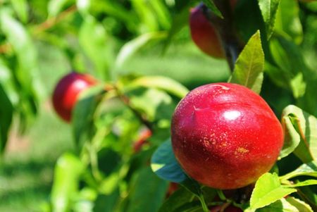 nectarine pruning