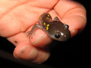 salamander, limb regrowth