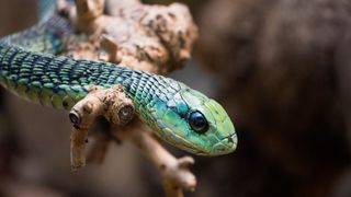 A blue and green boomslang snake curving over brown tree