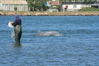 The dolphins give head or fin signals to the fishermen to signal when to throw their nets.