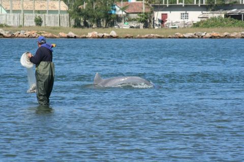 Dolphins Help Fishermen | Social Learning In Cetaceans | | Live Science