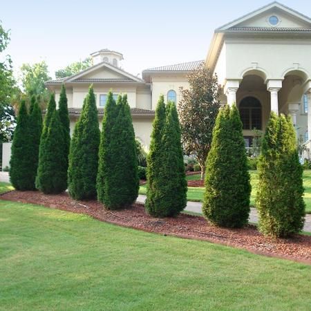 outdoor privacy hedges