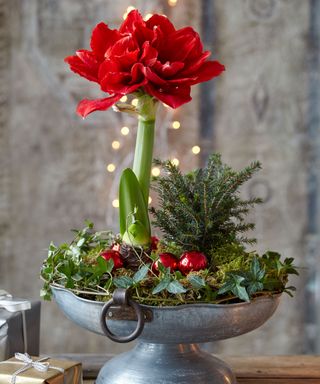 red amaryllis plant in festive container