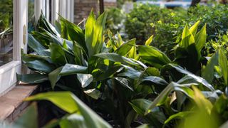 Several Cast Iron Plants (Aspidistra elatior) outside a home.