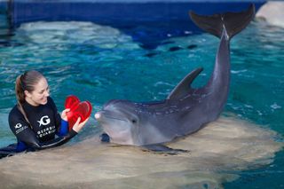 Bottlenose Dolphin with Valentine's Day Treat