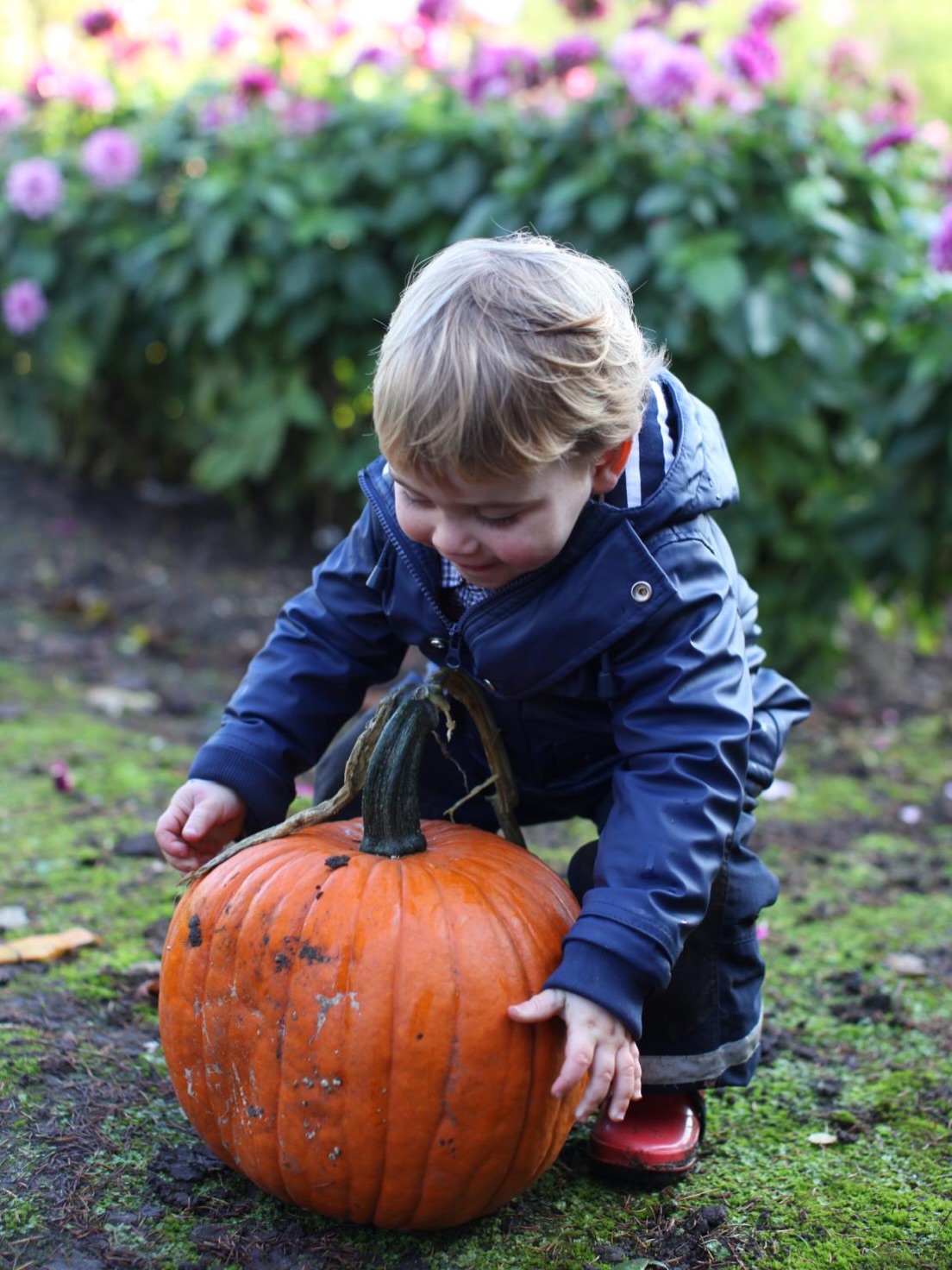For Halloween, Prince Louis picks up a pumpkin at the patch in an adorable throwback snap, taken by mom Princess Kate