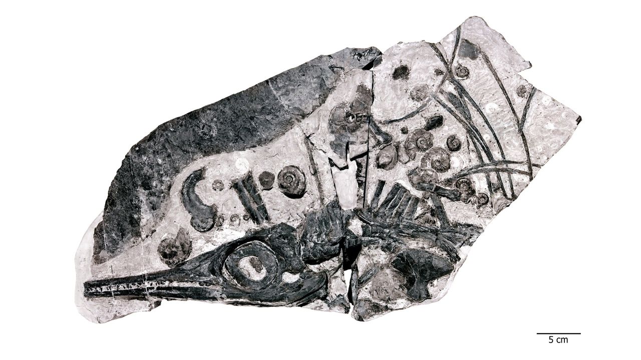 The Fossil Hill Fauna of Nevada not includes the new giant species, but also a number of other ichthyosaurs, such as this small (=30 cm skull length) Phalarodon. This fossil also includes examples of the very abundant ammonite fossils that are associated with the ichthyosaurs.