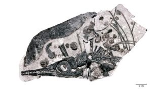 The Fossil Hill Fauna of Nevada not includes the new giant species, but also a number of other ichthyosaurs, such as this small (=30 cm skull length) Phalarodon. This fossil also includes examples of the very abundant ammonite fossils that are associated with the ichthyosaurs.