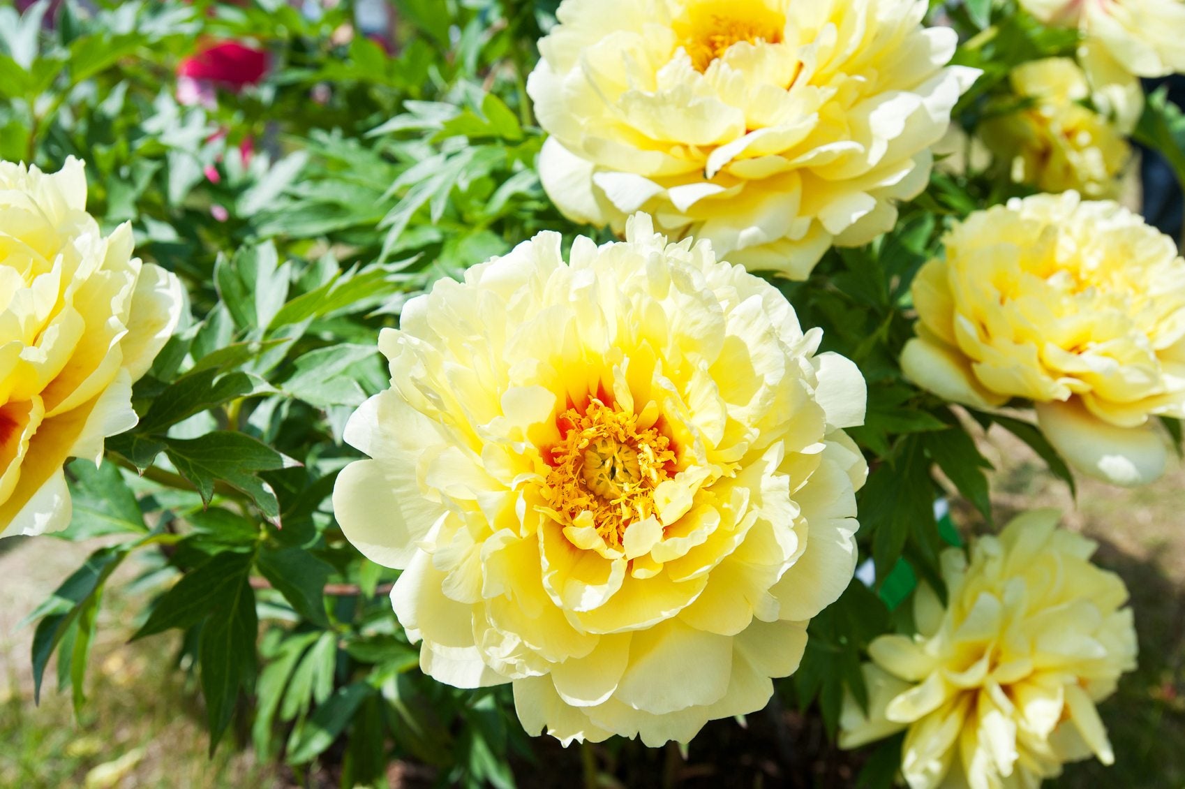 hybrid peony