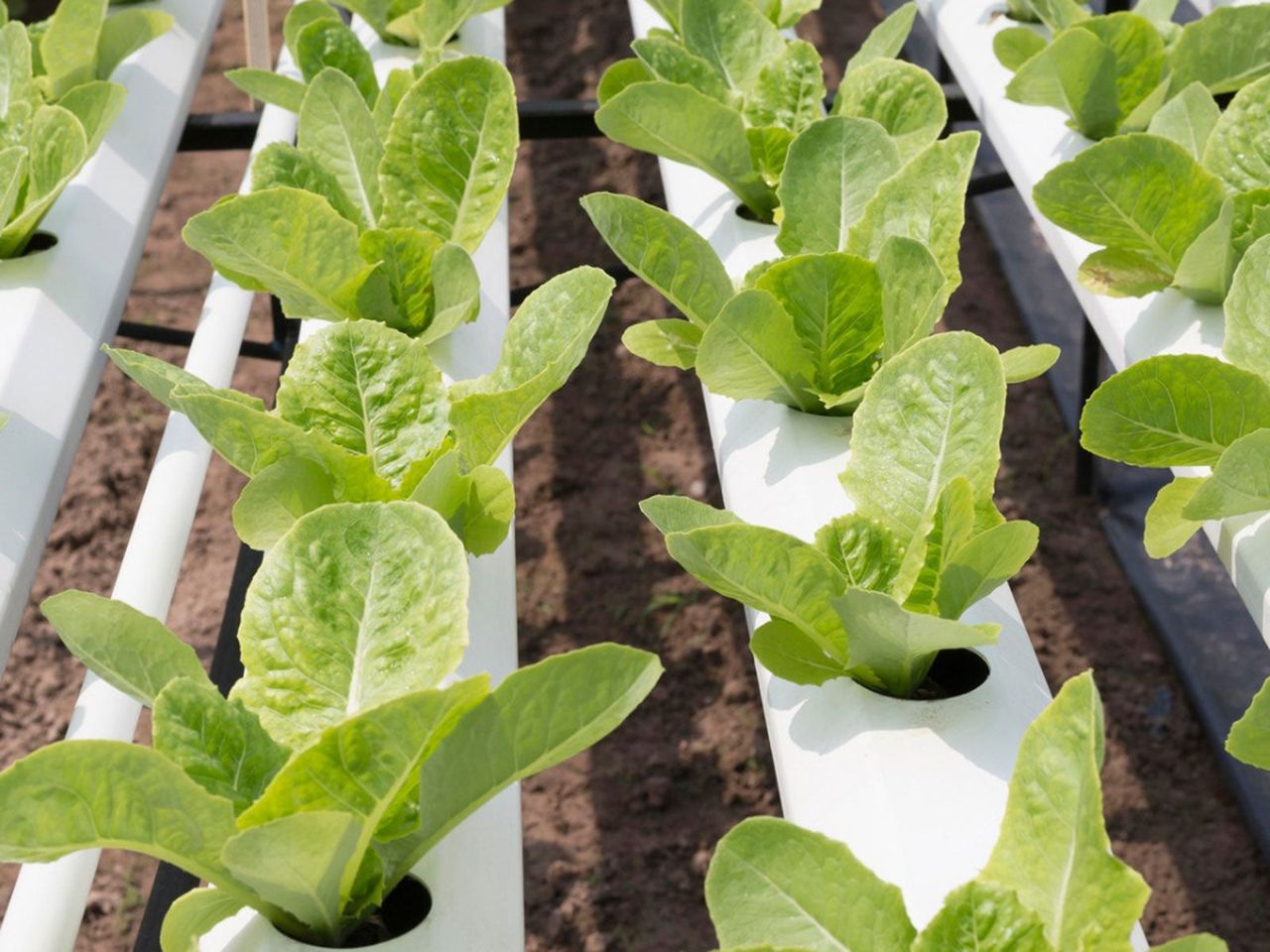 Spinach Growing In A Hydroponic System