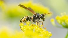 Wasp repellent plants