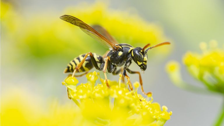 Best wasp repellent plants: 10 plants to keep insects away | Homes ...