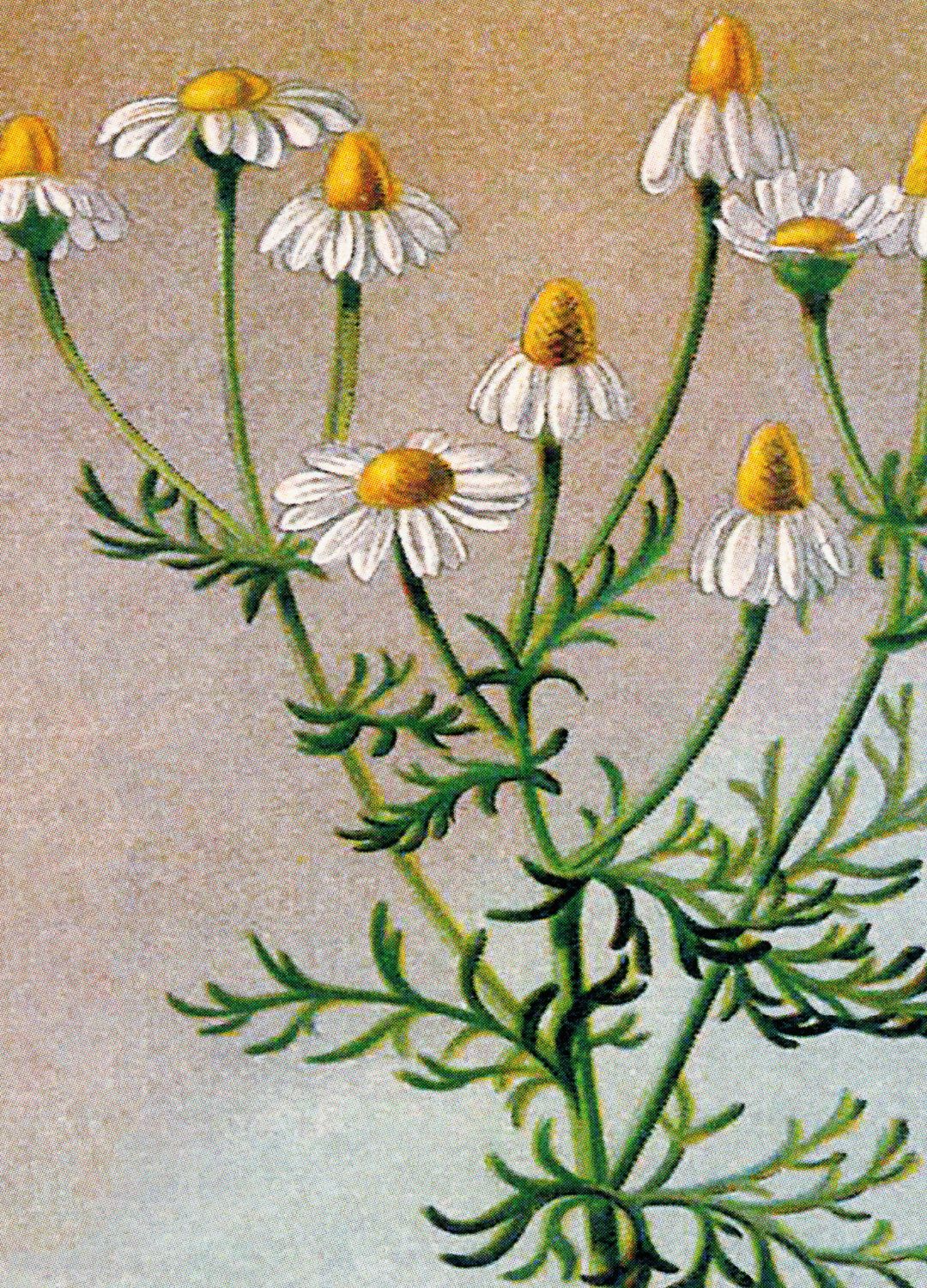 Chamomile