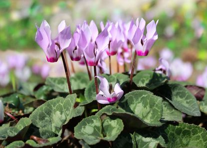 Outdoor Purple Flowered Cyclamen Plant