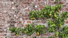espaliered pear tree growing against an old brick wall