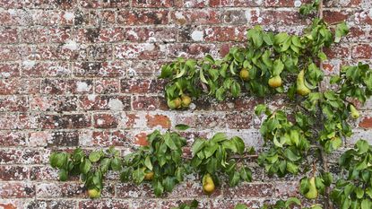 espaliered pear tree growing against an old brick wall