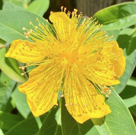 St. John's Wort Plant - 1 Quart Pot / Single