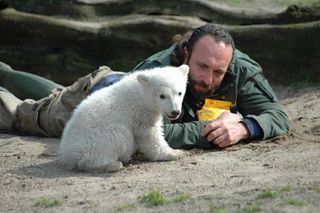 knut polar bear