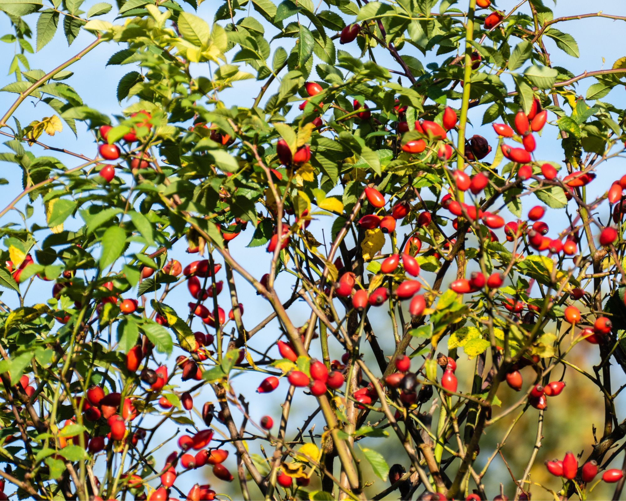 Bright lipstick-coral rosehips