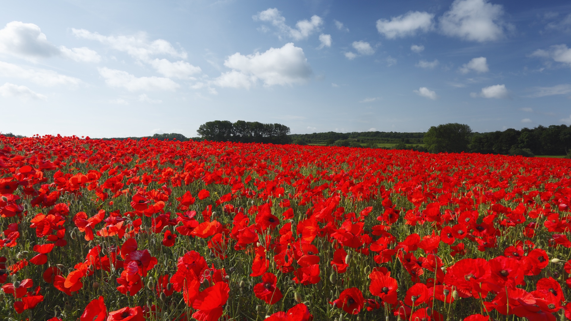 a field of red poppies