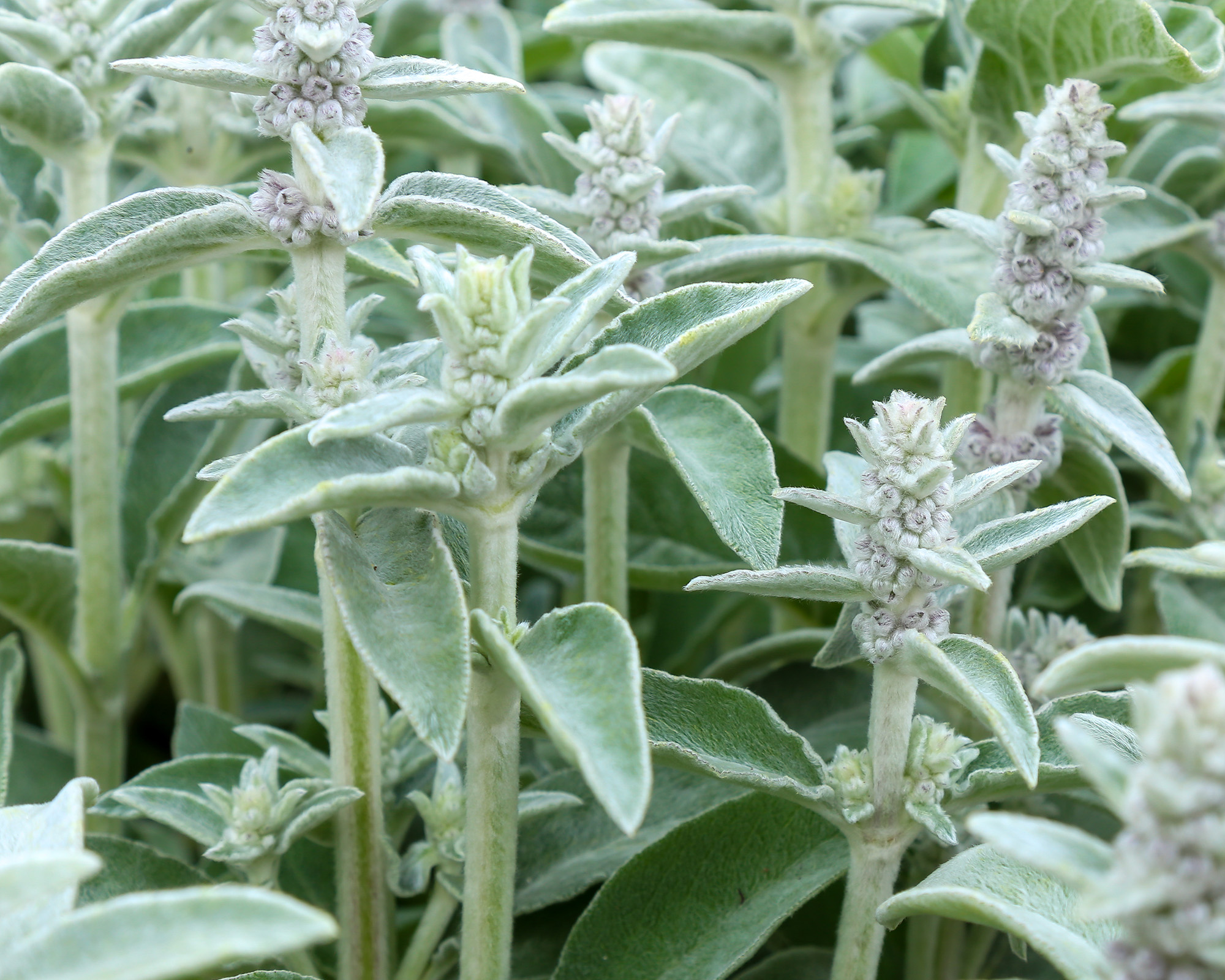 Stachys byzantina – or lamb's ear