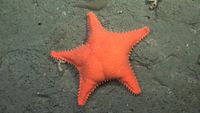 Bright-orange sea star.